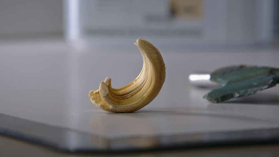 74% Rhino Teeth Discovery: Neanderthals' Tool Use Revealed