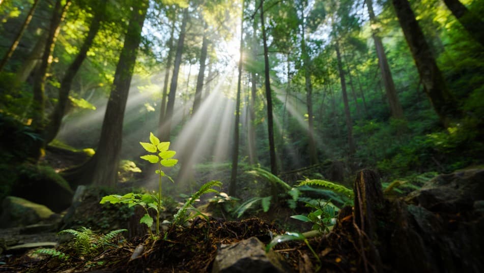 Why Natural Forest Restoration Is The Best Climate Change Solution