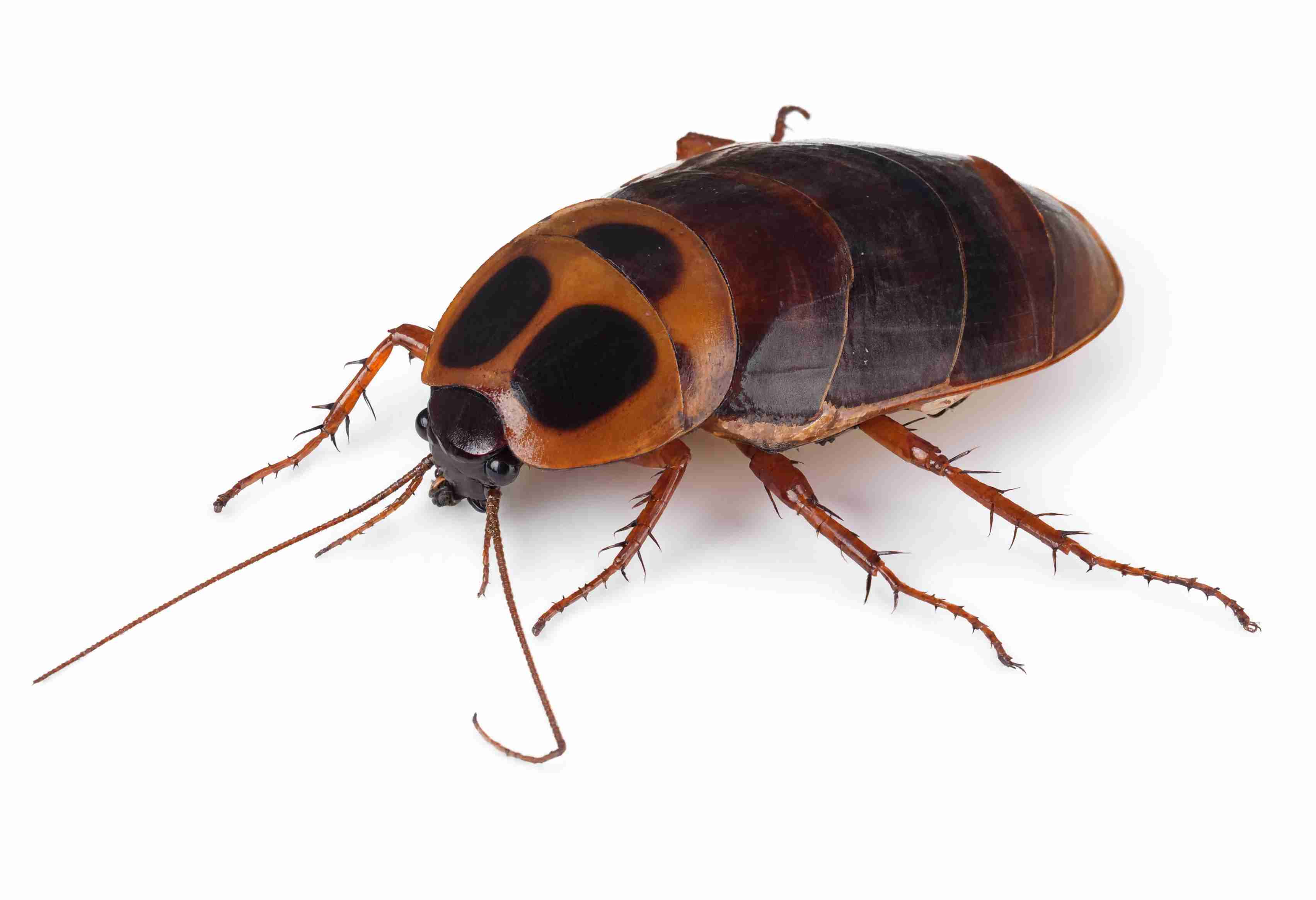 The Cockroach Seizure: What's Really Behind Australia's Largest Exotic Invertebrate Haul