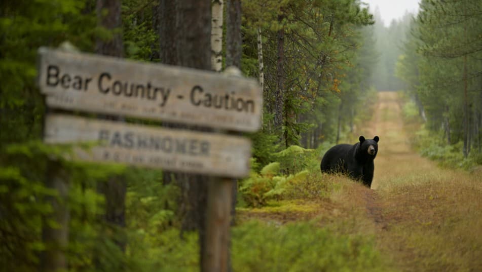 Fatal Bear Attack in Saskatchewan: What It Really Means