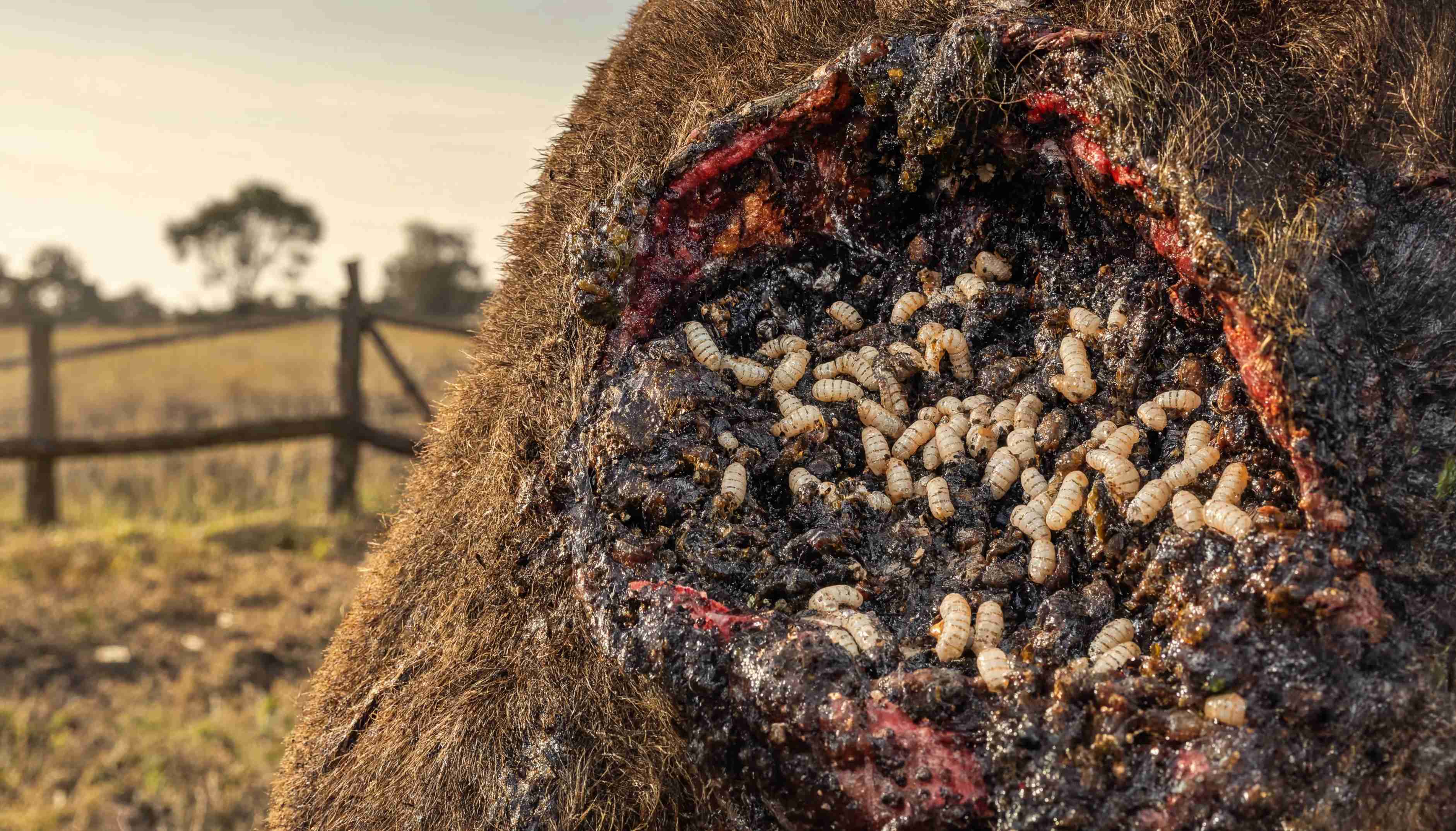 Screwworm Outbreak: What's Really at Stake