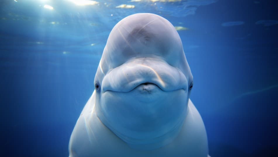 Beluga Whales Pass Mirror Self-Recognition Test
