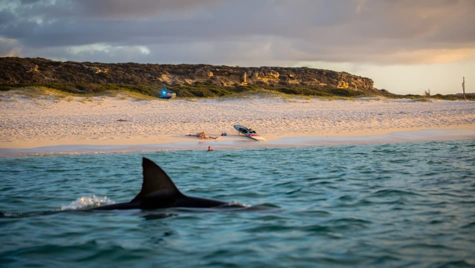 Marine biologist Mauricio Hoyos Padilla studying sharks in the Pacific Ocean